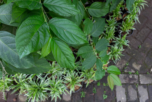 Texture of Thriving Green Leaf