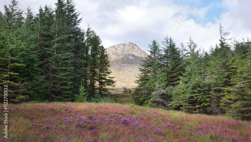 Beautiful landscape scenery, pink flowers meadow, pine trees forest and mountains in background at Connemara national park, Galway, Ireland, nature background