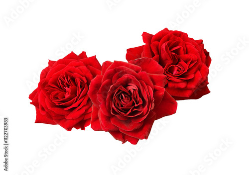 Red rose flowers in a festi...