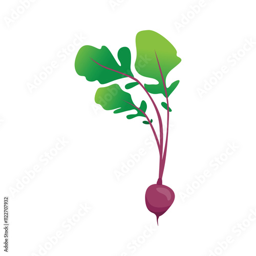 Vector Beetroot Illustration for Healthy Organic Food