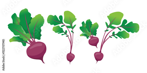 Vector Beetroot Illustration for Healthy Organic Food