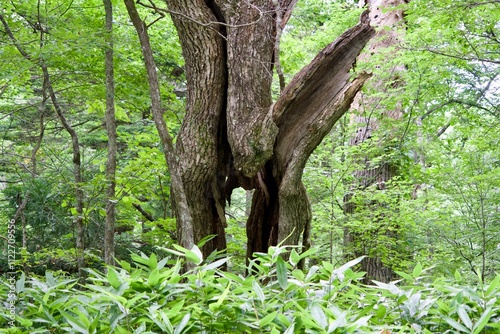 Large tree with a split trunk