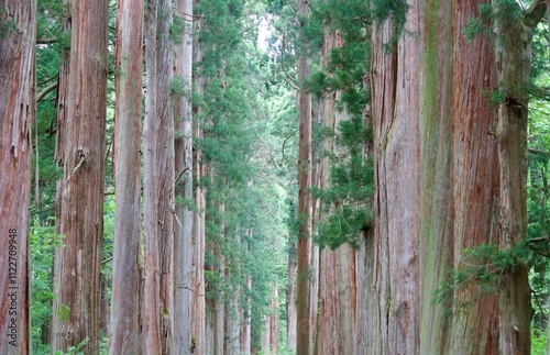 A row of cedar trees at the inner shrine of Togakushi Shrine photo