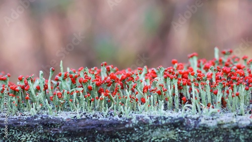 Tableau sur toile Cladonia cristatella, lichen of the British soldiers on a wooden beam in close-up