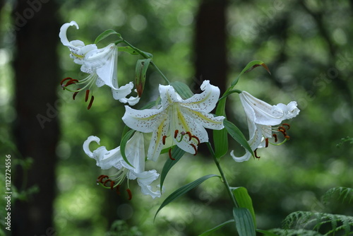 華麗なユリの王者 photo