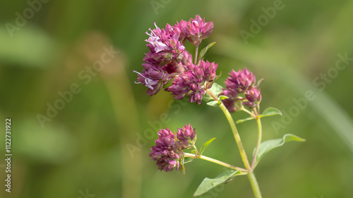 Oregano - Origanum vulgare