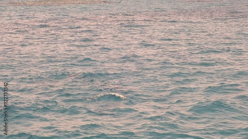 Handheld real time footage of dolphins leaping out of the sea. Red Sea, Hurghada, Egypt