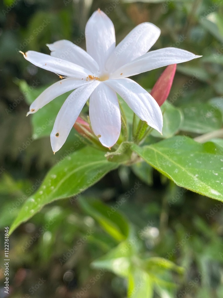 Fototapeta premium nature,animal,scene,dragon,snail,
