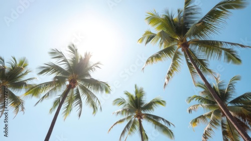 Wallpaper Mural Coconut palm trees under a shining sun against a bright blue sky, sky, sunshine Torontodigital.ca