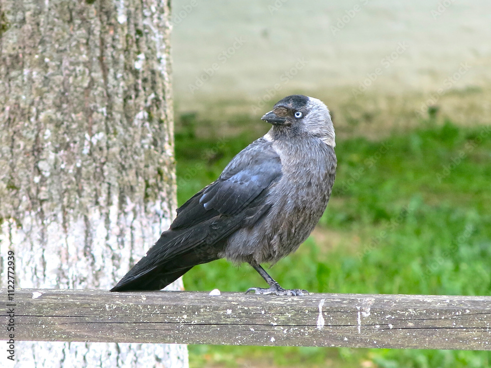 Obraz premium jackdaw (coloeus monedula) is sitting