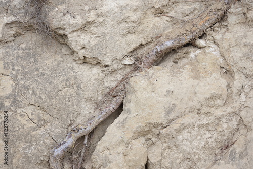 exposed pine tree roots in the rocks photo