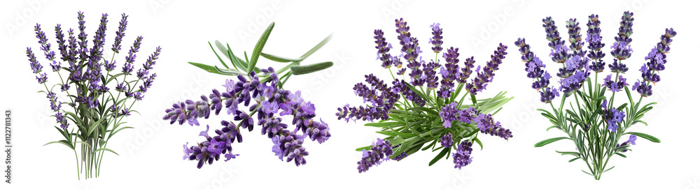 Fototapeta premium Fresh Lavender Sprigs Set Isolated Transparent Background PNG Image