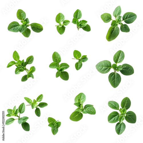set of four clover
