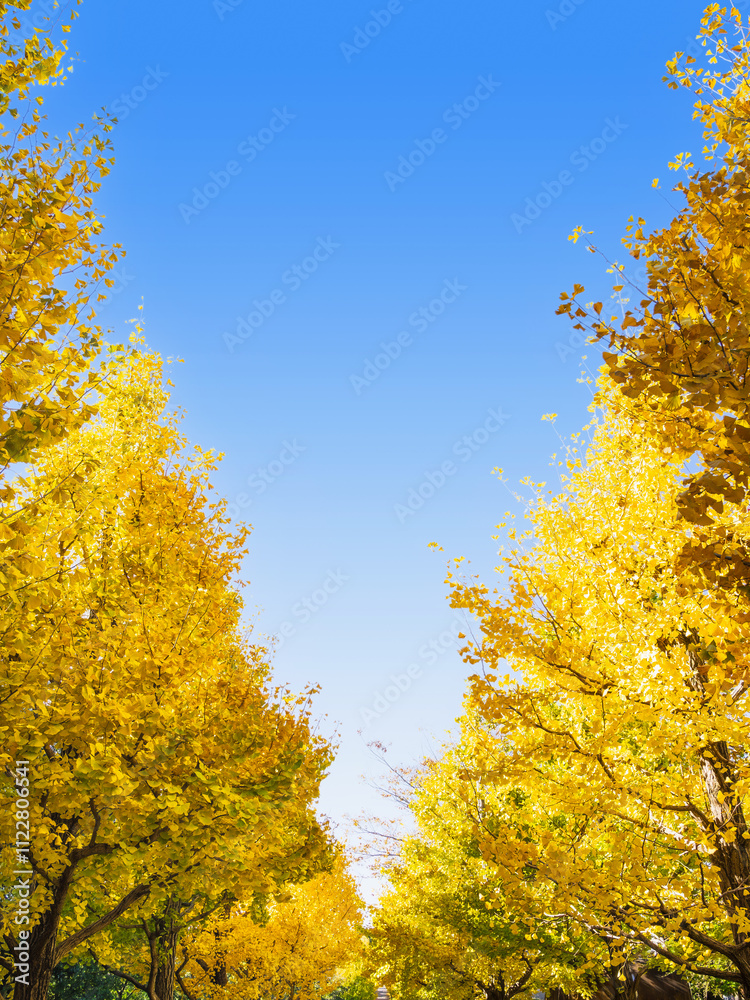 秋・紅葉イメージ イチョウ並木