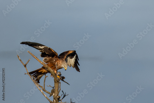 Un nibbio reale (Milvus milvus) si appollaia su un ramo con la preda tra gli artigli.  photo