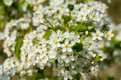 Blüten des Steinweichsel, Felsen- oder Weichselkirsche (Prunus mahaleb) photo