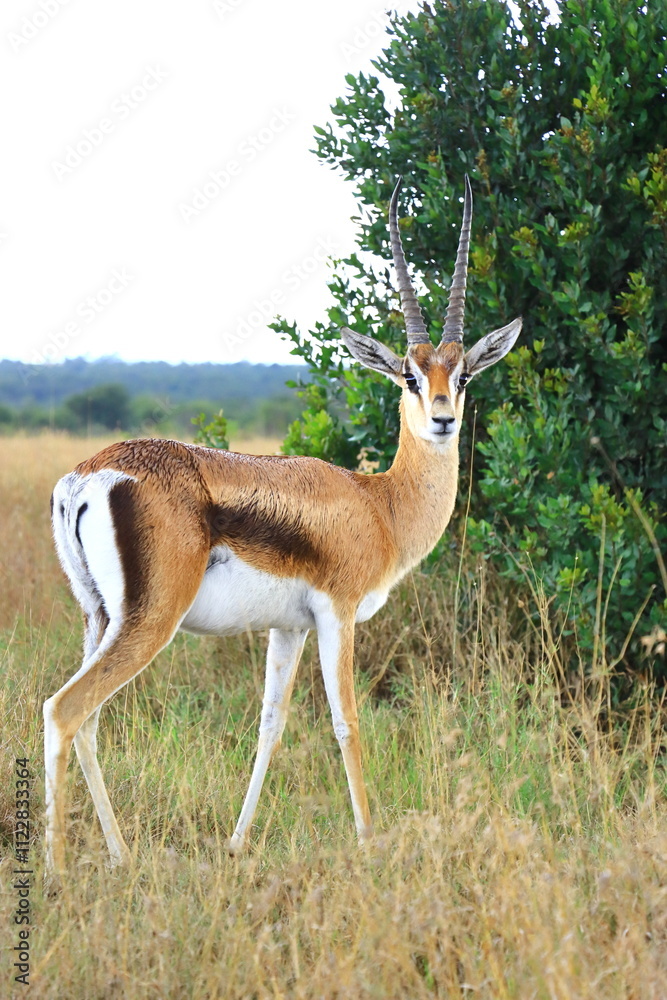 Fototapeta premium impala in the savannah