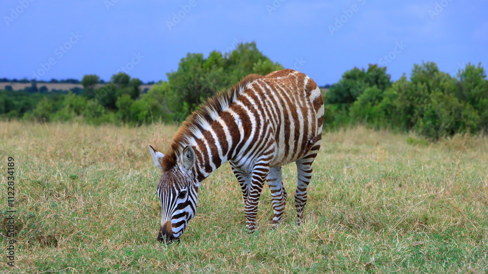 Fototapeta premium Zebra Colt