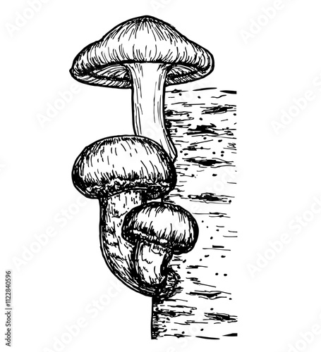 Shiitake mushroom growing on trees sketch. Mushroom. hand drawn illustration