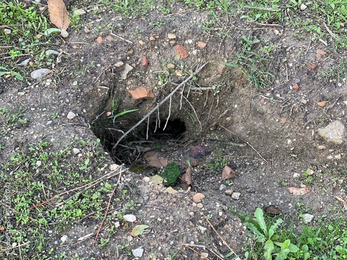 Photography Rabbit holes, a burrow made by rabbit digging soil for their habitation