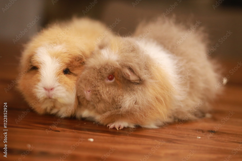 Fototapeta premium two adorable guinea pigs