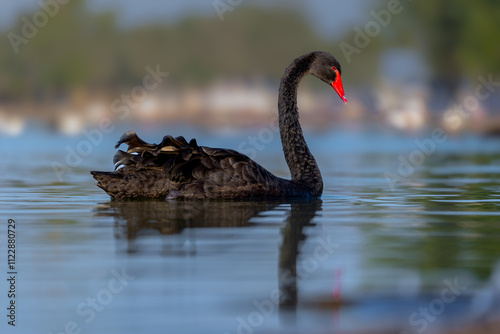 black swan on a lake 