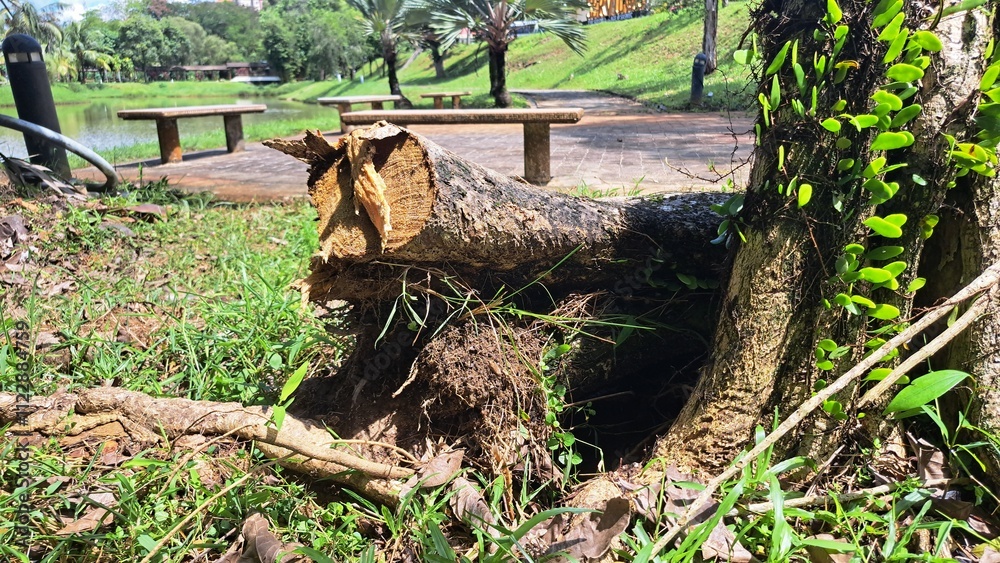 Fototapeta premium woods stump forest