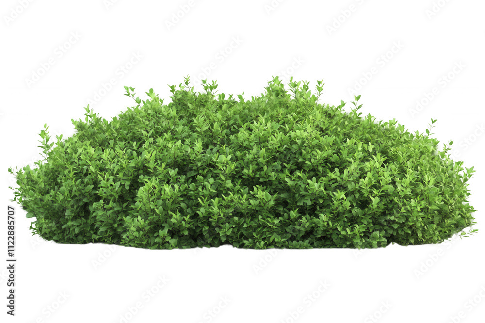 Fototapeta premium Lush green shrub with dense foliage, isolated on transparent or white background