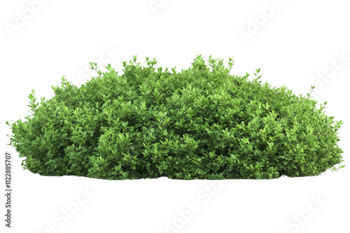 Lush green shrub with dense foliage, isolated on transparent or white background