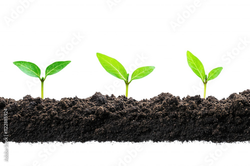 Three green seedlings emerging from rich brown soil, isolated on transparent or white background