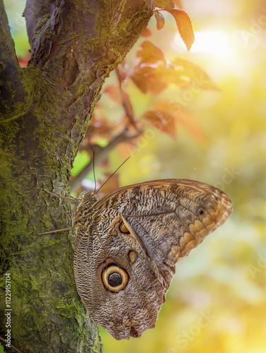 Giant tropical owl butterfly Caligo Eurilochus sitting on a tree in the sun, vertical photo of a very large butterfly