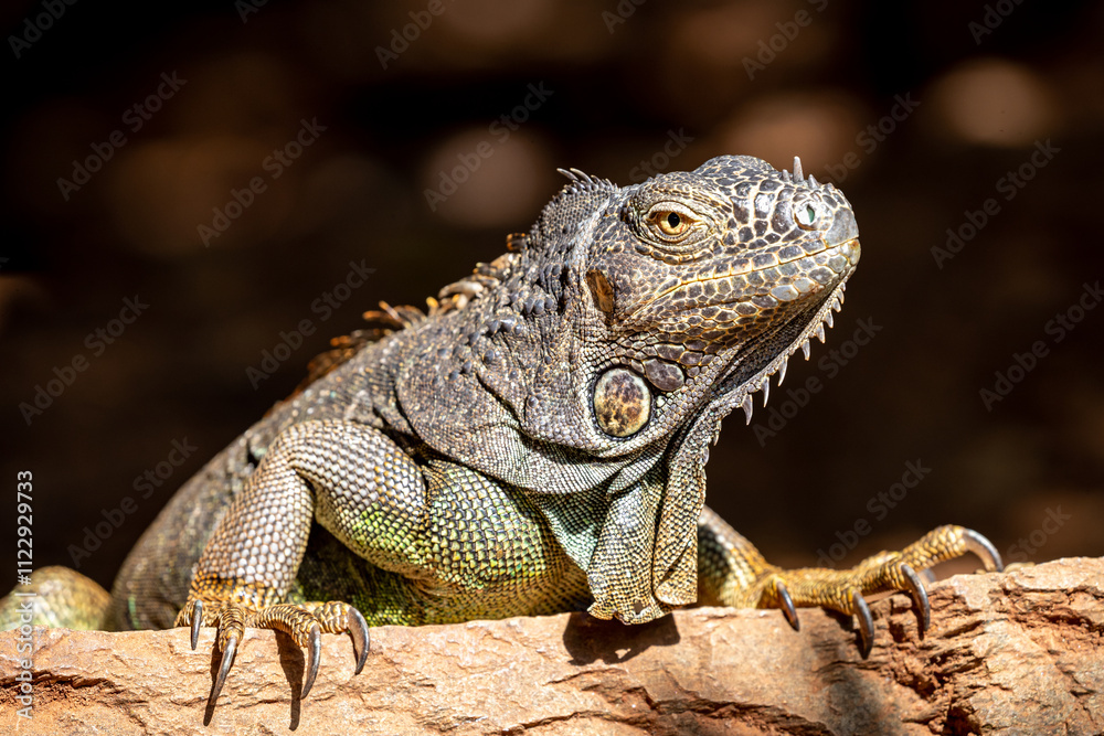 Obraz premium Honduras, Roatán, Roatán spiny-tailed Iguana (Ctenosaura oedirhina)