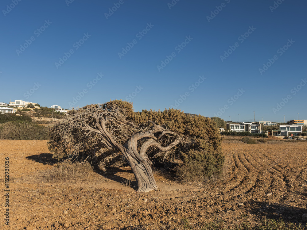 Old Juniper Tree in Cyprus Landscape