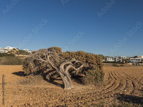 Obraz na płótnie Old Juniper Tree in Cyprus Landscape w salonie