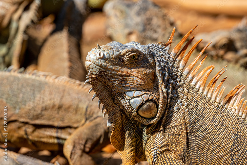 Fototapeta premium Honduras, Roatán, Roatán spiny-tailed Iguana (Ctenosaura oedirhina)