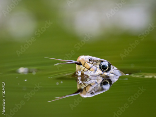 Barrenringelnatter (Natrix helvetica) photo