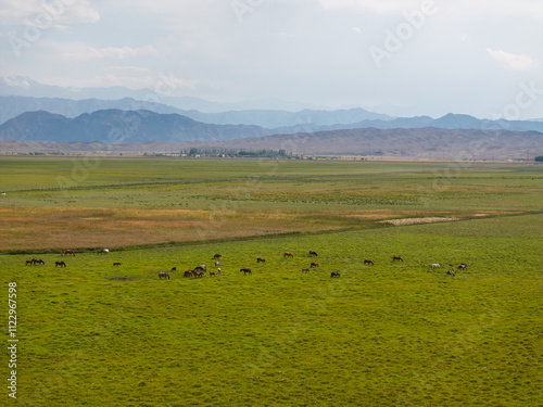 Summer landscape: cattle graze in a field near mountains.