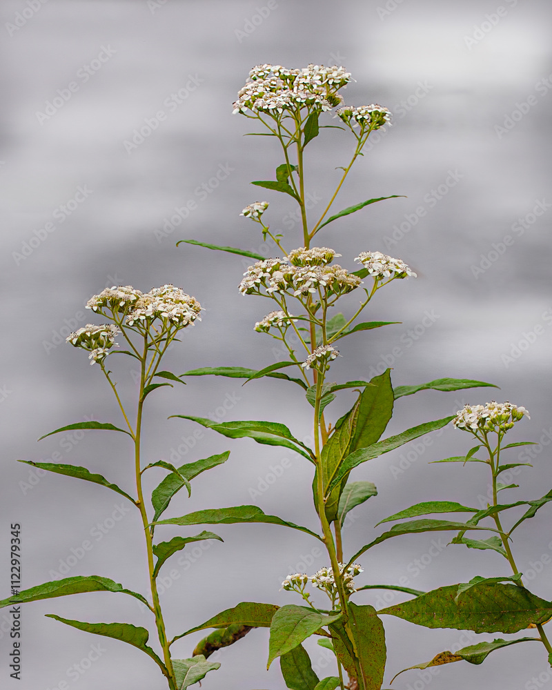 Obraz premium A close-up of White Crownbeard, Verbesina virginica, also called Frostweed, against a cloudy sky. Shows flowers and leaves on a tall stem.