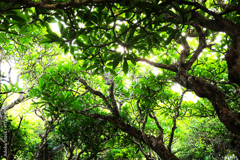 Obraz premium fresh green Frangipani flower branch and tropical plant in natural sunlight of garden