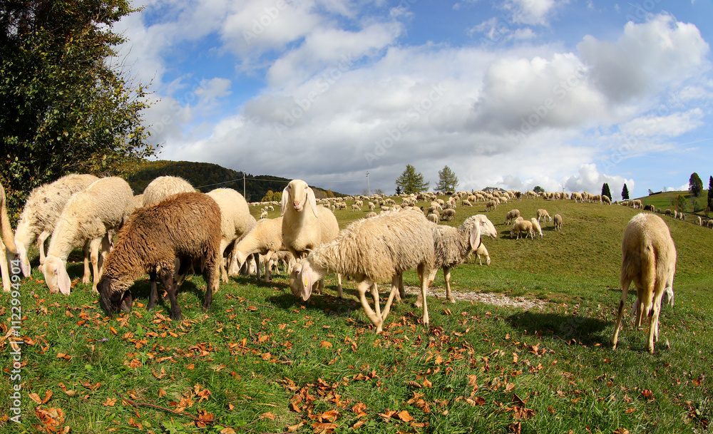 Fototapeta premium white sheep grazing on the green meadow eating grass under the blue sky with white clouds