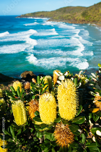 Coast Banksia and Beach photo