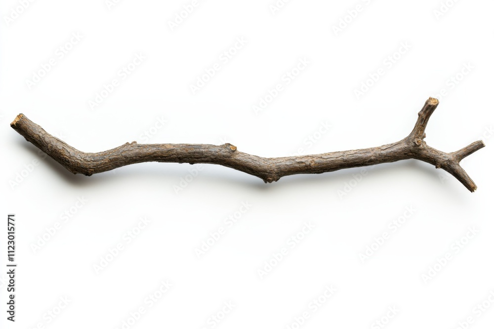 Detailed Close-Up of Black Walnut Twig in Clarity Detailed Close-Up of Black Walnut Twig in Clarity