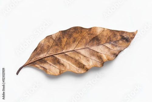 Kentucky Coffeetree Leaf in Vivid Isolated Top View photo