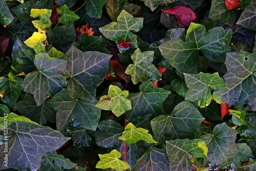 Ivy as a natural decorative element. A close-up of green ivy growing on a wall. The natural texture and rich colors evoke freshness and coziness. photo