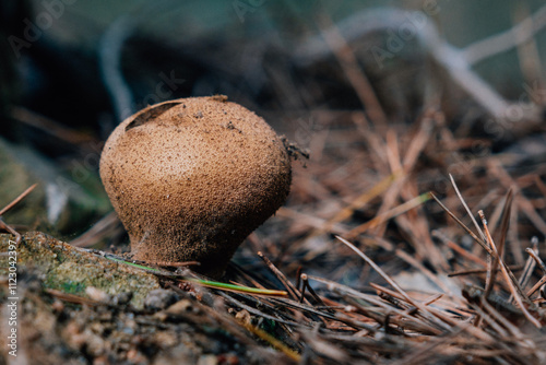 Image of a Lycoperdon perlatum mushroom in the forest. photo