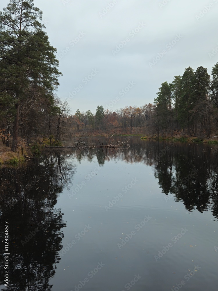 Obraz premium trees in the forest