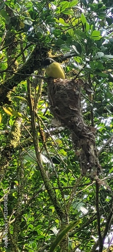 Naturaleza viva al interior de la selva photo