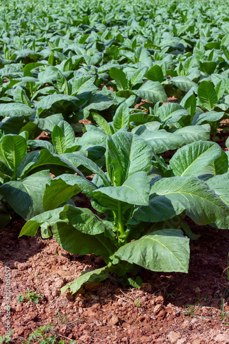 Tobacco field Tobacco plants are grown in rows in farmers' fields.