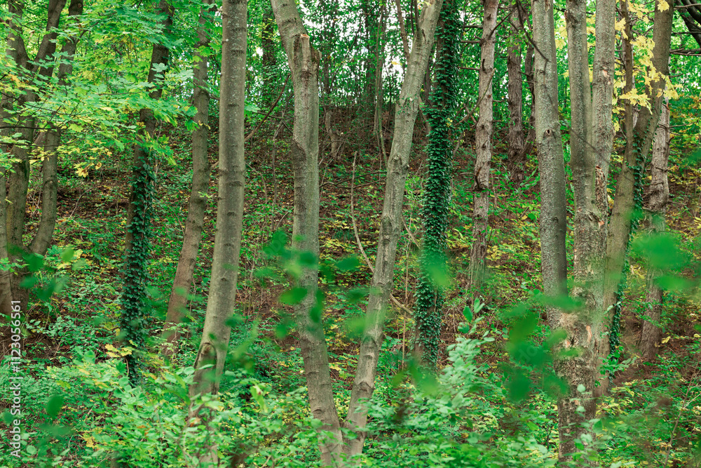 Fototapeta premium spring time greenery curly plants around trees bark seasonal forest landscape environment space