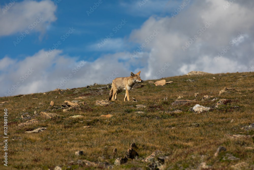 Fototapeta premium Coyote roaming on the Hunt in Rocky Mountain National Park, Copy Space